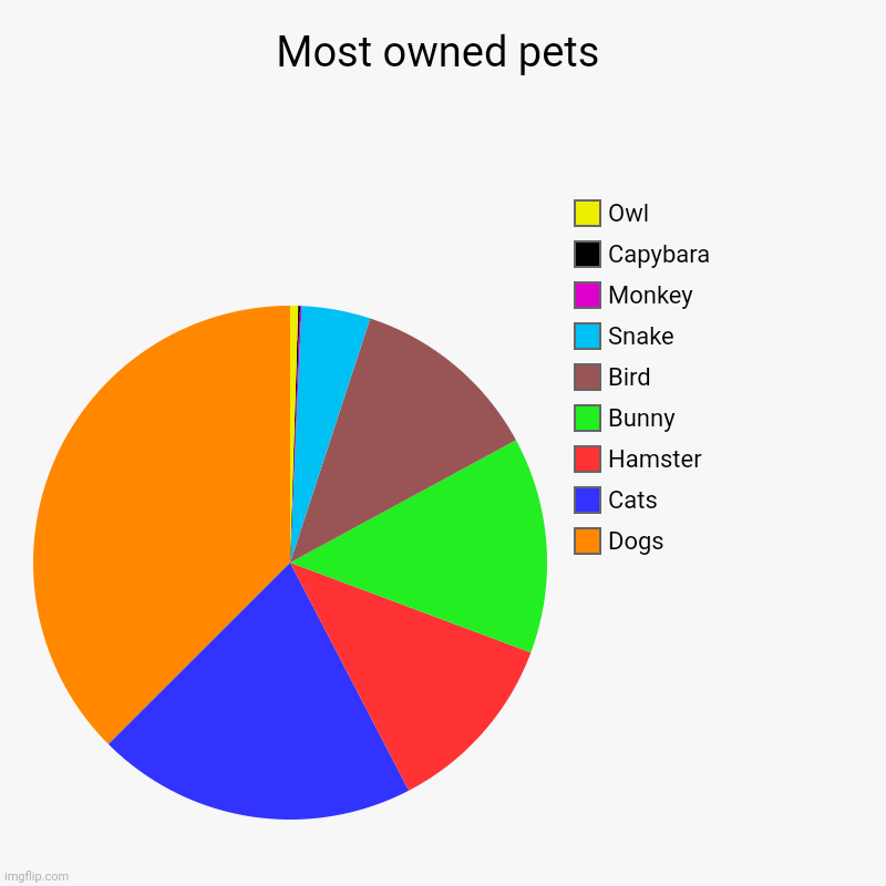 Most owned pets | Dogs, Cats, Hamster , Bunny, Bird, Snake, Monkey, Capybara, Owl | image tagged in charts,pie charts,pets,cats,stop reading the tags | made w/ Imgflip chart maker