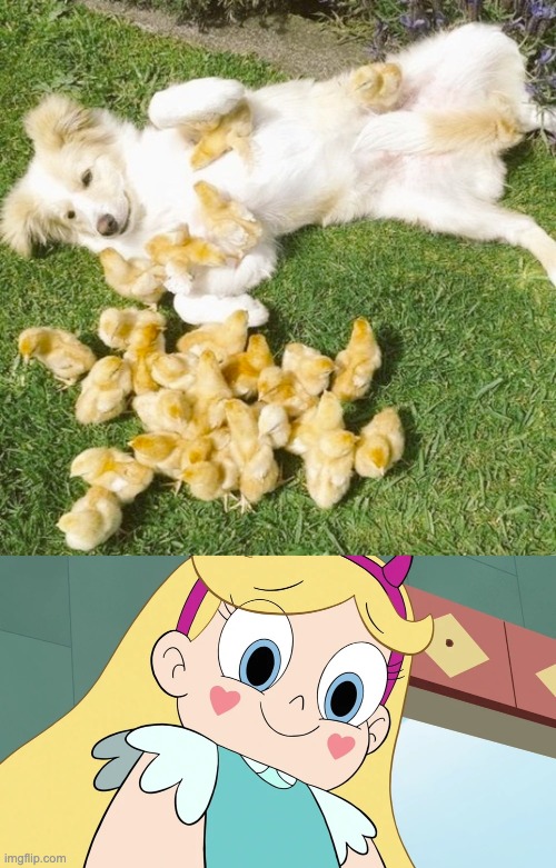 They're Cute in Many Ways :) | image tagged in star butterfly cute face,memes,dogs,ducks,cute,star butterfly | made w/ Imgflip meme maker