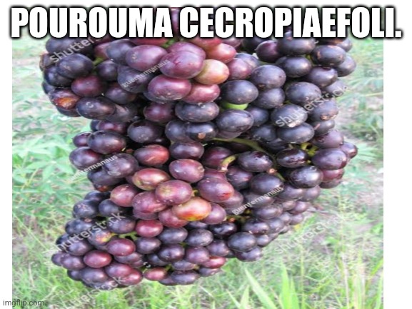 POUROUMA CECROPIAEFOLI. | image tagged in fruit,fun,upvote if you agree | made w/ Imgflip meme maker