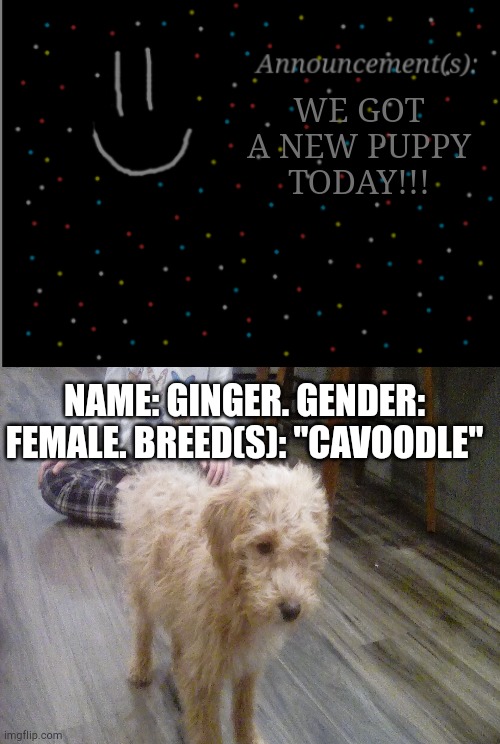 I'm so freaking happy because this is the first puppy I've gotten!!! | WE GOT A NEW PUPPY TODAY!!! NAME: GINGER. GENDER: FEMALE. BREED(S): "CAVOODLE" | image tagged in smile announcement,blank white template | made w/ Imgflip meme maker