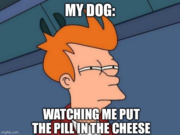 Futurama Fry | MY DOG:; WATCHING ME PUT THE PILL IN THE CHEESE | image tagged in memes,futurama fry | made w/ Imgflip meme maker