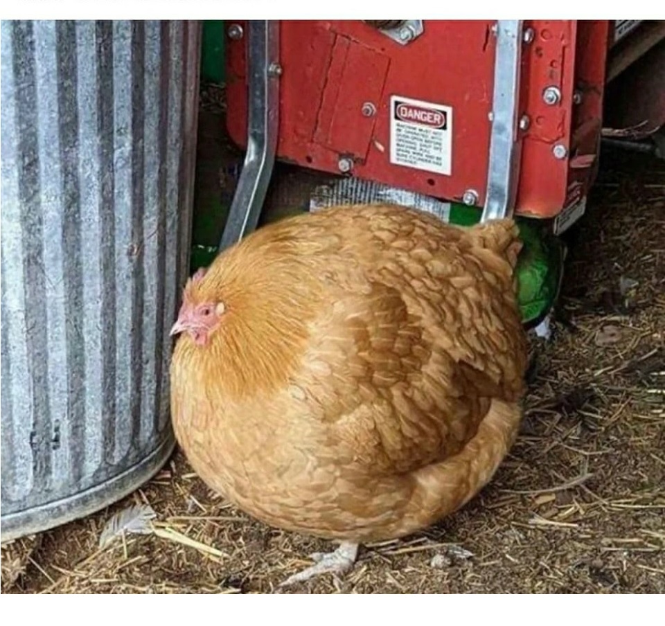 Fat chicken Blank Meme Template