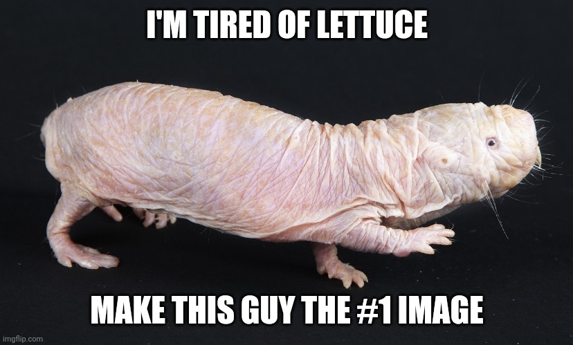 Frick Vegetables | I'M TIRED OF LETTUCE; MAKE THIS GUY THE #1 IMAGE | image tagged in naked mole rat,naked,lettuce,funny memes,best memes,hot | made w/ Imgflip meme maker