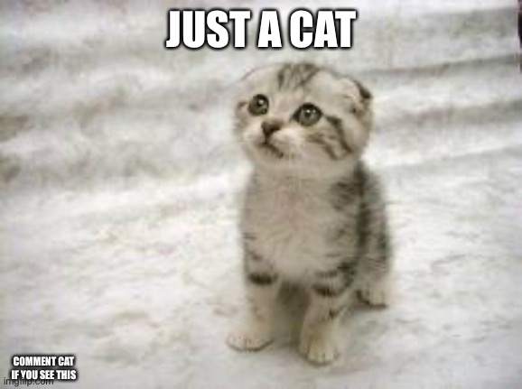 Kitty kitty meow meow | JUST A CAT; COMMENT CAT IF YOU SEE THIS | image tagged in memes,sad cat | made w/ Imgflip meme maker