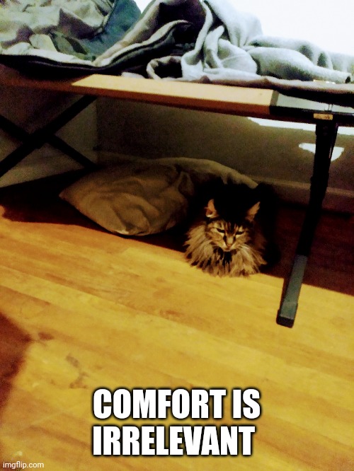 COMFORT Is Irrelevant | COMFORT IS IRRELEVANT | image tagged in cats | made w/ Imgflip meme maker