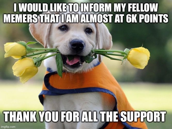 6k | I WOULD LIKE TO INFORM MY FELLOW MEMERS THAT I AM ALMOST AT 6K POINTS; THANK YOU FOR ALL THE SUPPORT | image tagged in cute dog,doug | made w/ Imgflip meme maker