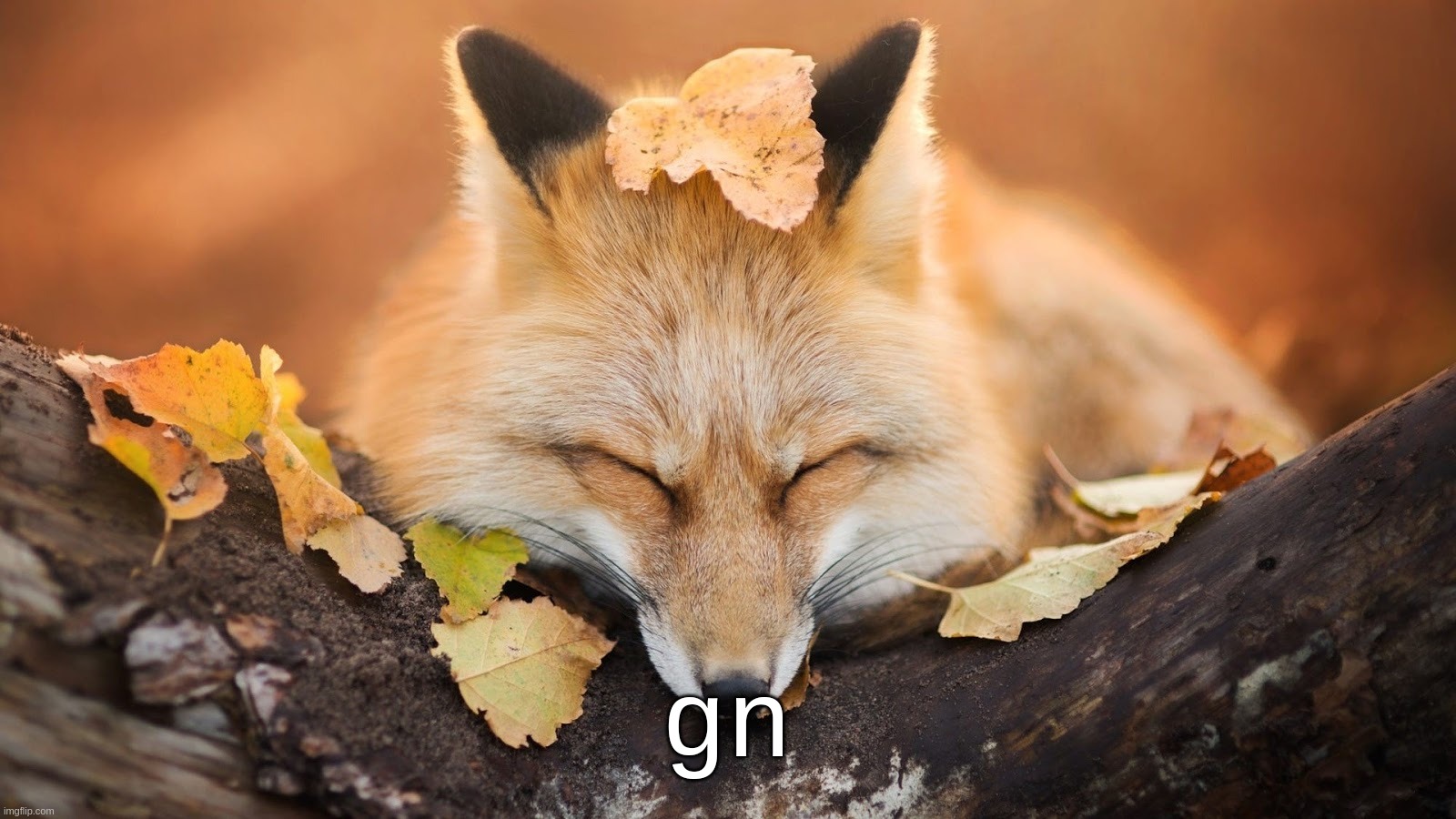 Goodnight | gn | image tagged in goodnight | made w/ Imgflip meme maker