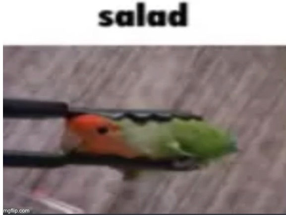 birb salad | image tagged in salad,bird,memes,wait what | made w/ Imgflip meme maker