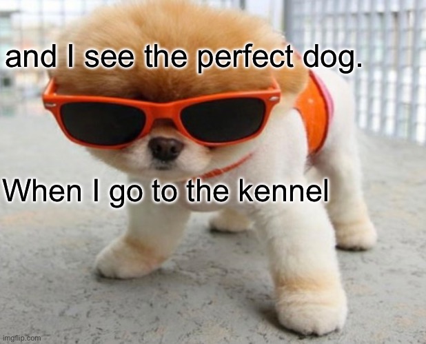 Kenner | and I see the perfect dog. When I go to the kennel | image tagged in dog,hair | made w/ Imgflip meme maker
