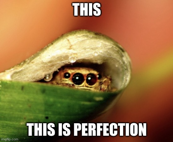 Peeking Jumping Spider | THIS THIS IS PERFECTION | image tagged in peeking jumping spider | made w/ Imgflip meme maker