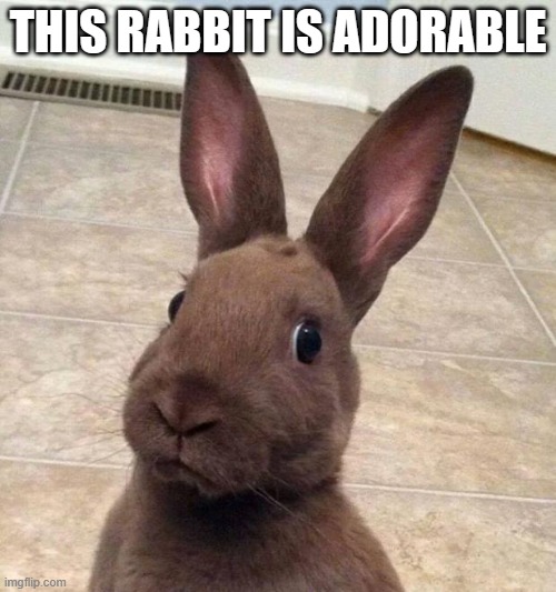 Rabbit | THIS RABBIT IS ADORABLE | image tagged in dont,you,forget,about,me | made w/ Imgflip meme maker