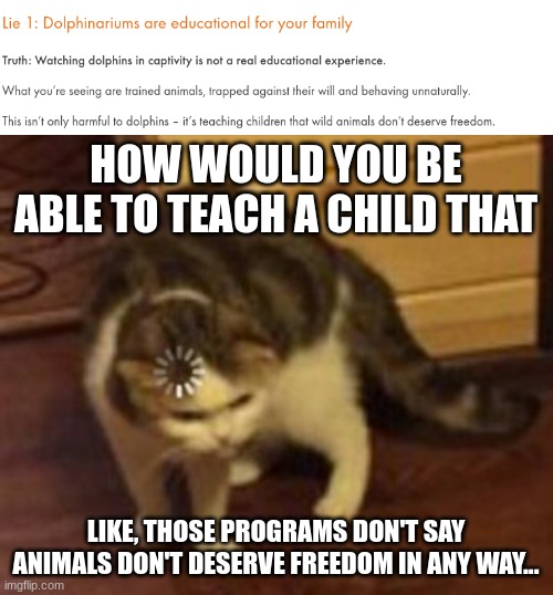 I'm not exactly sure that a 7 year old is gonna make that connection watching a dolphin show... | HOW WOULD YOU BE ABLE TO TEACH A CHILD THAT; LIKE, THOSE PROGRAMS DON'T SAY ANIMALS DON'T DESERVE FREEDOM IN ANY WAY... | image tagged in loading cat,dolphin,aquarium | made w/ Imgflip meme maker