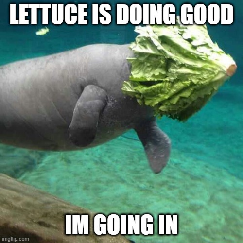 Lettuce doin good im trying it | LETTUCE IS DOING GOOD; IM GOING IN | image tagged in manatee lettuce faceplant | made w/ Imgflip meme maker