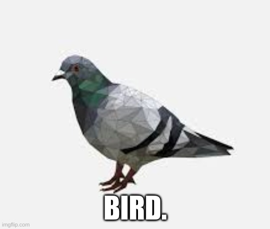 bird. | BIRD. | image tagged in bird,funny,memes | made w/ Imgflip meme maker