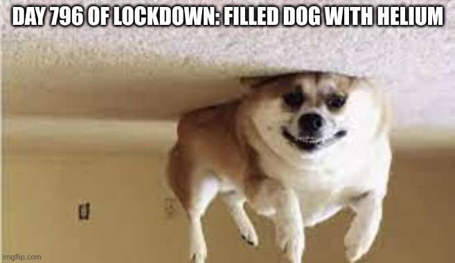 really do be like that | DAY 796 OF LOCKDOWN: FILLED DOG WITH HELIUM | image tagged in funny,funny memes,funny meme,fun,lol,lol so funny | made w/ Imgflip meme maker