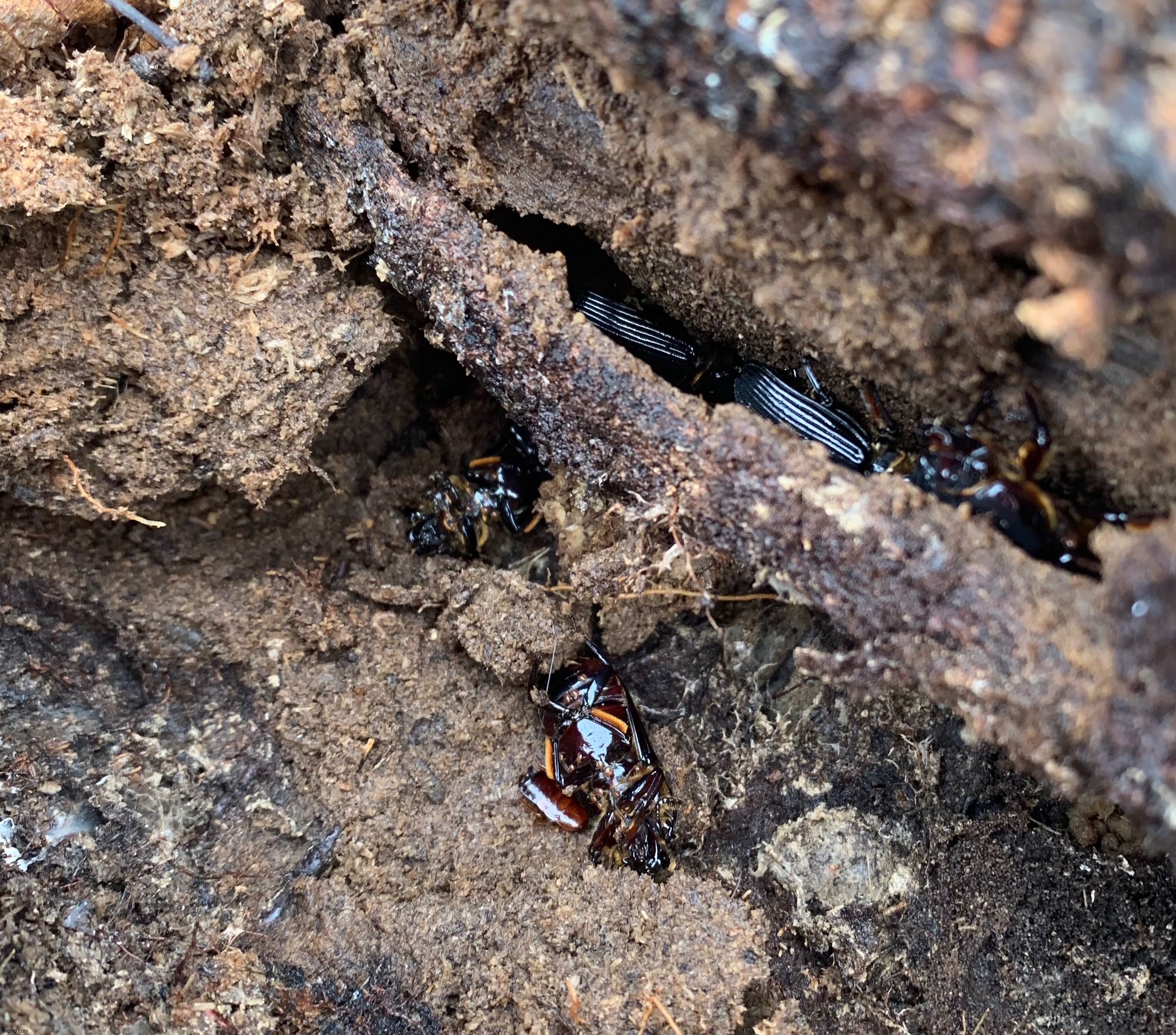 A bunch of horned passalus beetles | made w/ Imgflip meme maker