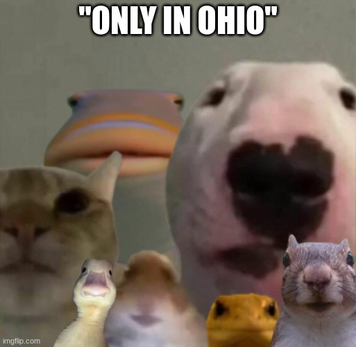 got the whole squad laughing with that one | "ONLY IN OHIO" | image tagged in the council remastered,memes | made w/ Imgflip meme maker