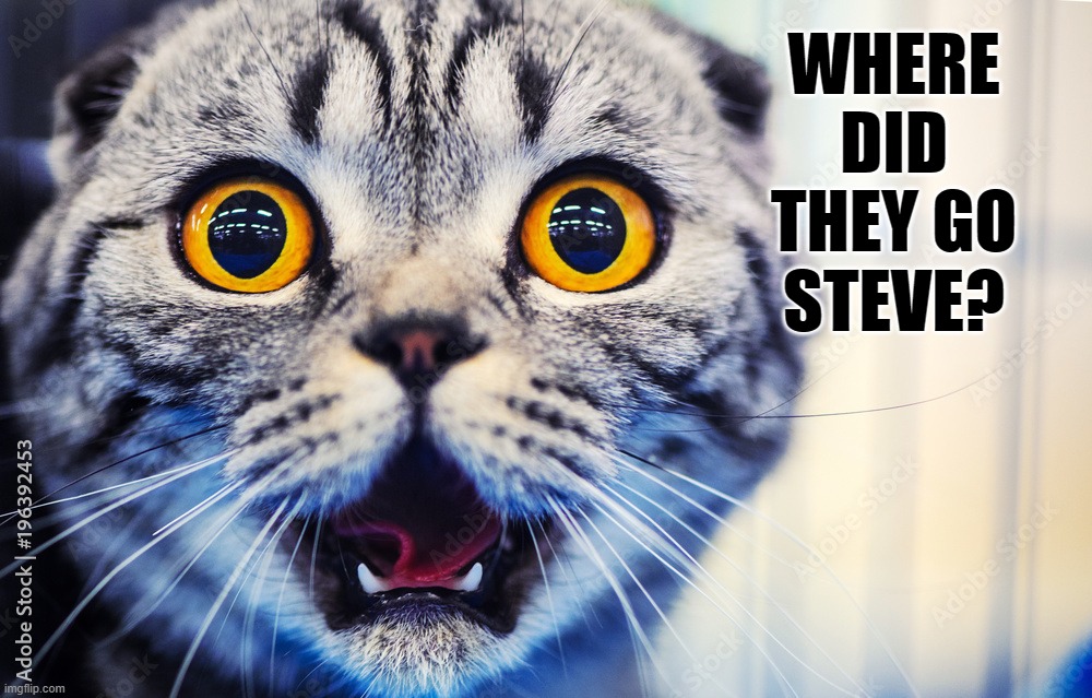 cats shocked cat Memes & GIFs - Imgflip