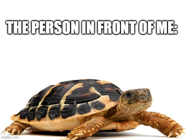 THE PERSON IN FRONT OF ME: | image tagged in turtle,relatable memes,relatable,slow,walk | made w/ Imgflip meme maker
