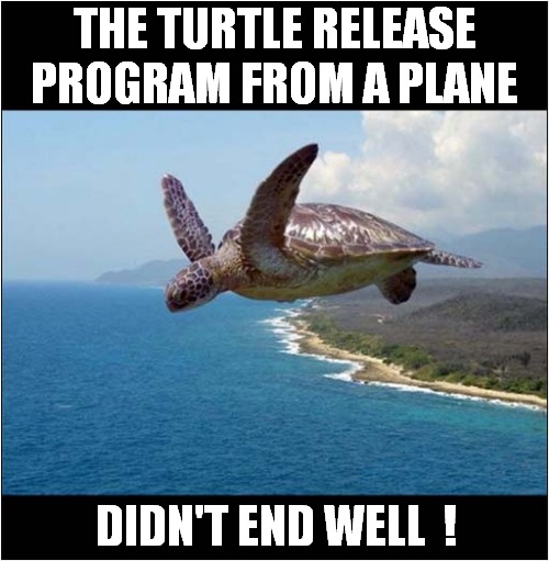 No Parachutes ? | THE TURTLE RELEASE PROGRAM FROM A PLANE; DIDN'T END WELL  ! | image tagged in turtles,release program,failure,dark humour | made w/ Imgflip meme maker