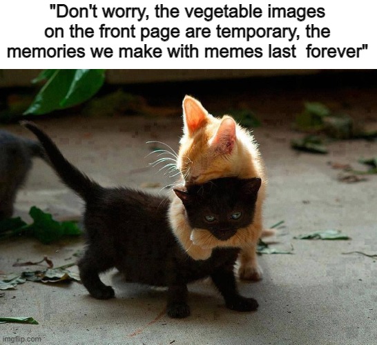 *hug* | "Don't worry, the vegetable images on the front page are temporary, the memories we make with memes last  forever" | image tagged in kitten hug | made w/ Imgflip meme maker