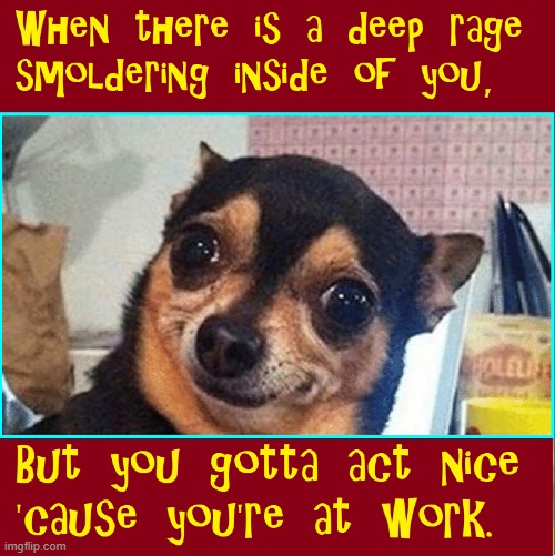 Careful, Doge, Smoldering Can Get You Fired | image tagged in vince vance,chihuahua,ptsd chihuahua,memes,angry,at work | made w/ Imgflip meme maker