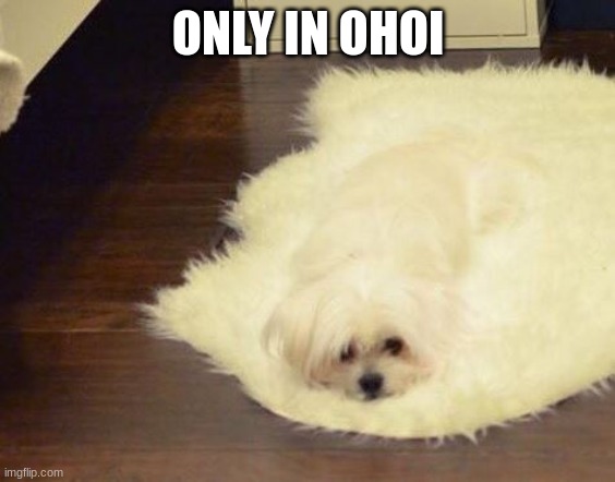 dog melt | ONLY IN OHOI | image tagged in dog melt | made w/ Imgflip meme maker