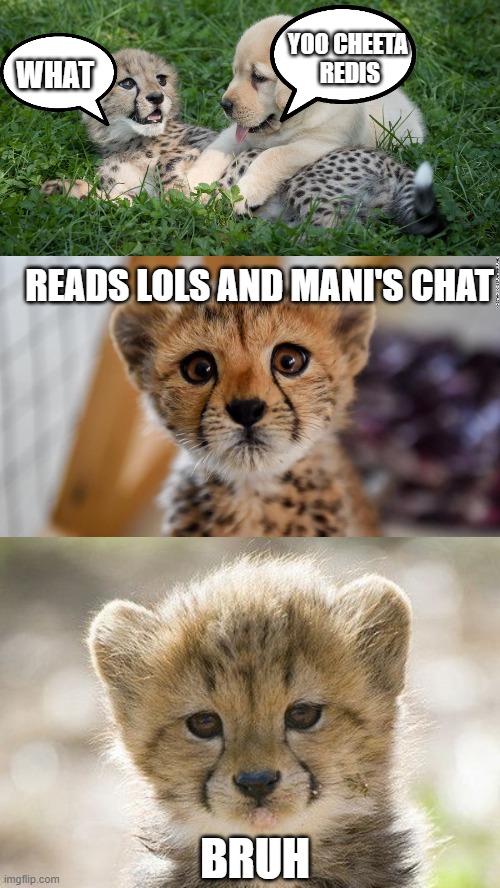 Cheta Redis | YOO CHEETA 
REDIS; WHAT; READS LOLS AND MANI'S CHAT; BRUH | image tagged in lol | made w/ Imgflip meme maker