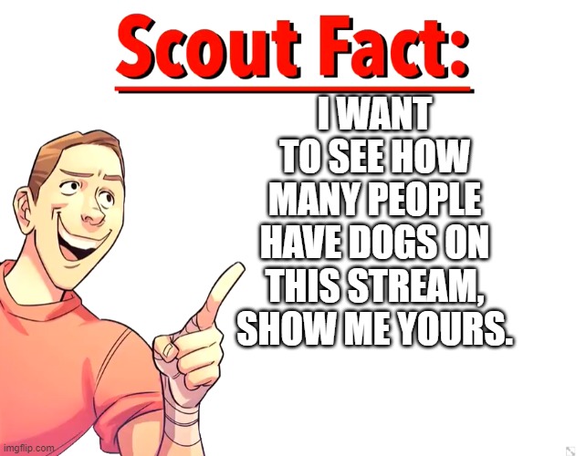 i must see! | I WANT TO SEE HOW MANY PEOPLE HAVE DOGS ON THIS STREAM, SHOW ME YOURS. | image tagged in scout fact | made w/ Imgflip meme maker