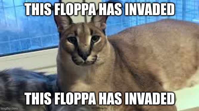 floppa | THIS FLOPPA HAS INVADED; THIS FLOPPA HAS INVADED | image tagged in floppa | made w/ Imgflip meme maker