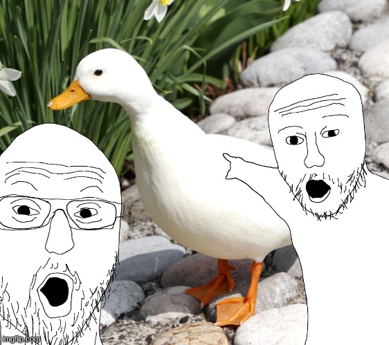 OMG LE DUCC | image tagged in duck,ducks,call duck,soyjak,meme,memes | made w/ Imgflip meme maker