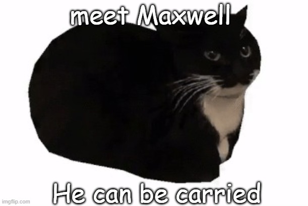 Meet the Maxwell | meet Maxwell; He can be carried | image tagged in maxwell the cat | made w/ Imgflip meme maker