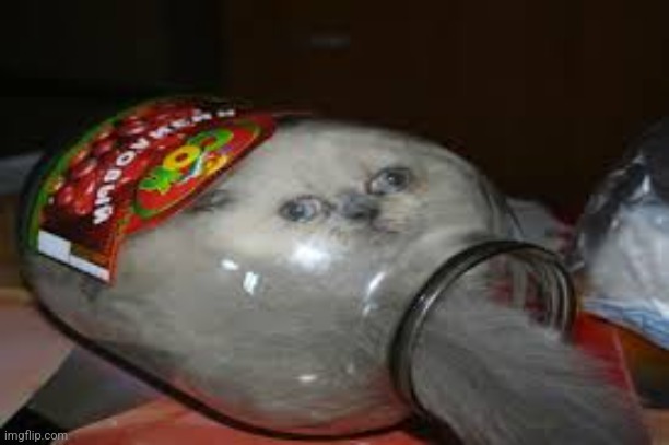 cat in the bottle! what will he do now?? | image tagged in cats,stuck,funny | made w/ Imgflip meme maker