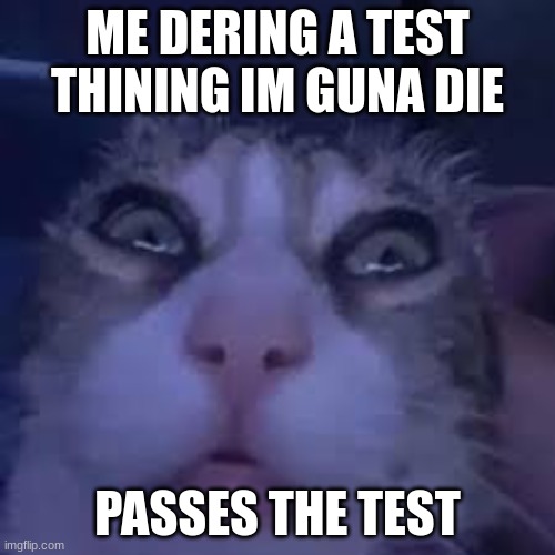 ME DERING A TEST THINING IM GUNA DIE; PASSES THE TEST | image tagged in funny cat memes | made w/ Imgflip meme maker