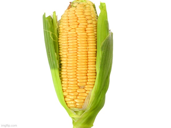 corn | image tagged in corn | made w/ Imgflip meme maker