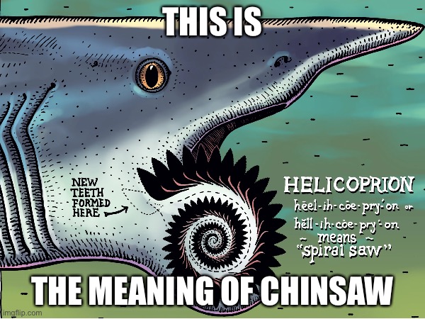 Chinsaw | THIS IS; THE MEANING OF CHINSAW | image tagged in shark | made w/ Imgflip meme maker