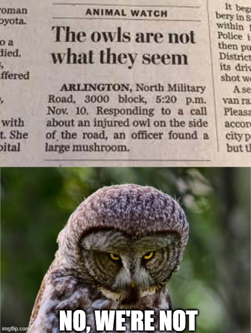 Owl | NO, WE'RE NOT | image tagged in seriously owl | made w/ Imgflip meme maker