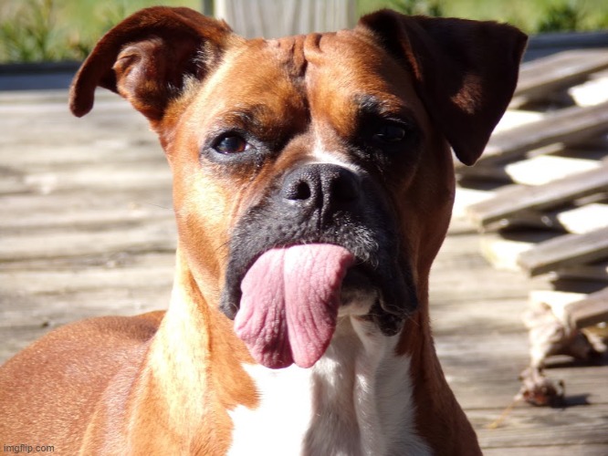 my neighbors dog | made w/ Imgflip meme maker