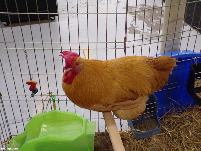 my aunts chicken Mabel | made w/ Imgflip meme maker