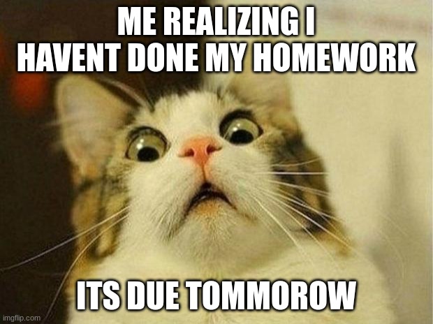 Scared Cat | ME REALIZING I HAVENT DONE MY HOMEWORK; ITS DUE TOMMOROW | image tagged in memes,scared cat | made w/ Imgflip meme maker