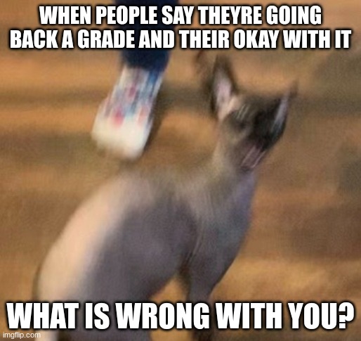 cat | WHEN PEOPLE SAY THEYRE GOING BACK A GRADE AND THEIR OKAY WITH IT; WHAT IS WRONG WITH YOU? | image tagged in cat | made w/ Imgflip meme maker