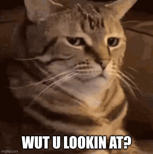 For real | WUT U LOOKIN AT? | image tagged in grumpy cat | made w/ Imgflip meme maker