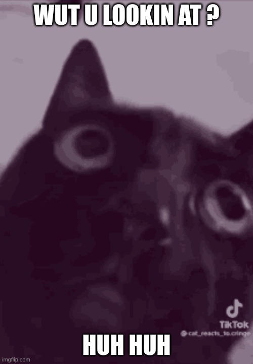 Bro | WUT U LOOKIN AT ? HUH HUH | image tagged in cat | made w/ Imgflip meme maker