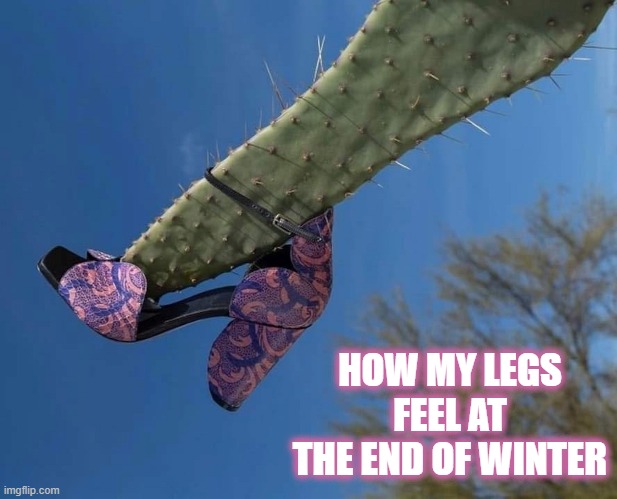 And you thought your legs were bad! | HOW MY LEGS FEEL AT THE END OF WINTER | image tagged in shave,winter,spring,hairy legs,cactus | made w/ Imgflip meme maker
