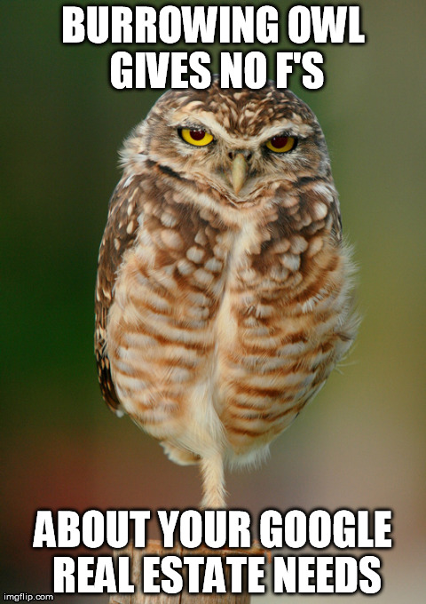 BURROWING OWL GIVES NO F'S ABOUT YOUR GOOGLE REAL ESTATE NEEDS | made w/ Imgflip meme maker
