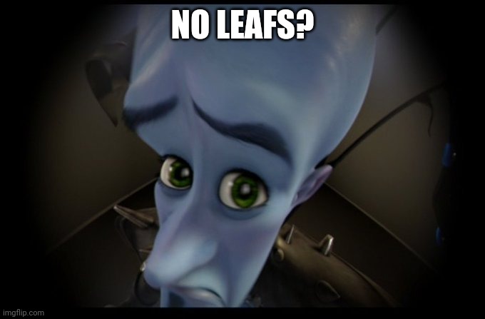 Megamind Peeking | NO LEAFS? | image tagged in megamind peeking | made w/ Imgflip meme maker