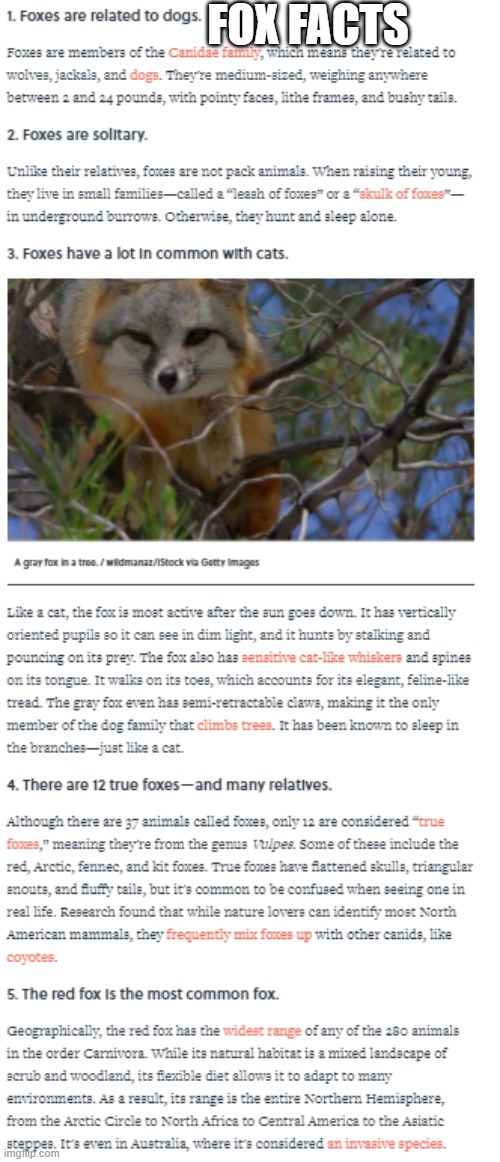 source: https://www.mentalfloss.com/article/59739/14-fascinating-facts-about-foxes | FOX FACTS | made w/ Imgflip meme maker