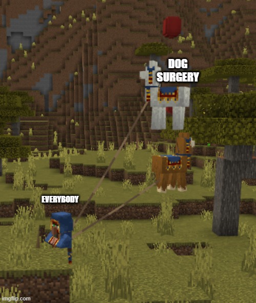 flying llamas | DOG SURGERY EVERYBODY | image tagged in flying llamas | made w/ Imgflip meme maker