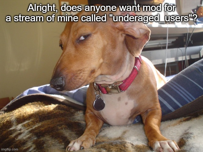 Suspicious Dog | Alright, does anyone want mod for a stream of mine called "underaged_users"? | made w/ Imgflip meme maker