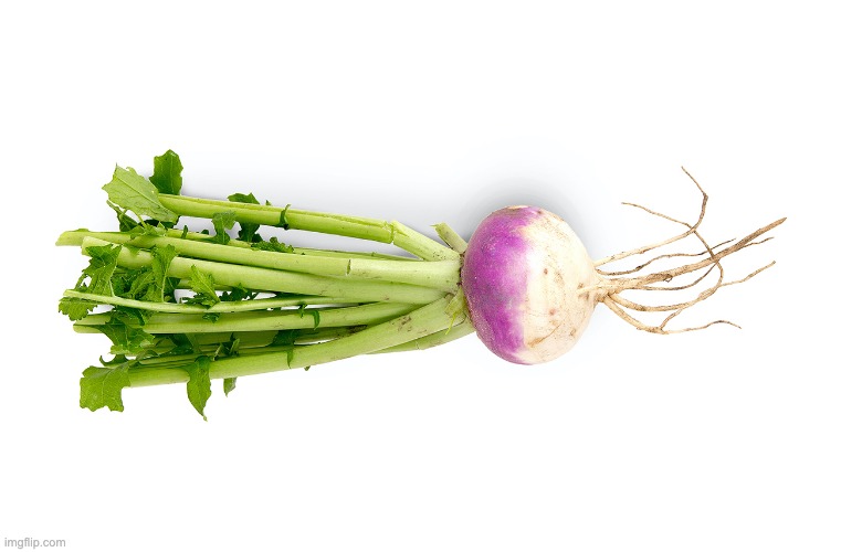 turnip | image tagged in vegetables,funny,pointless | made w/ Imgflip meme maker